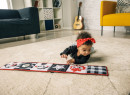 ksiazeczka-interaktywna-dwustronna-tiny-rockers_25211_6.jpg